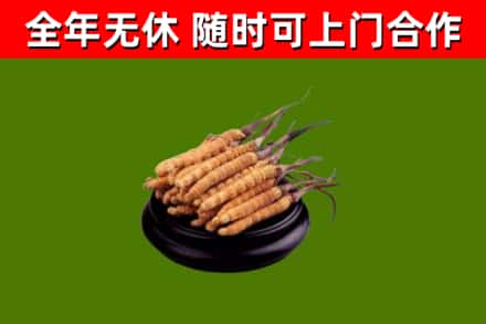 望牛墩镇烟酒回收冬虫夏草.jpg